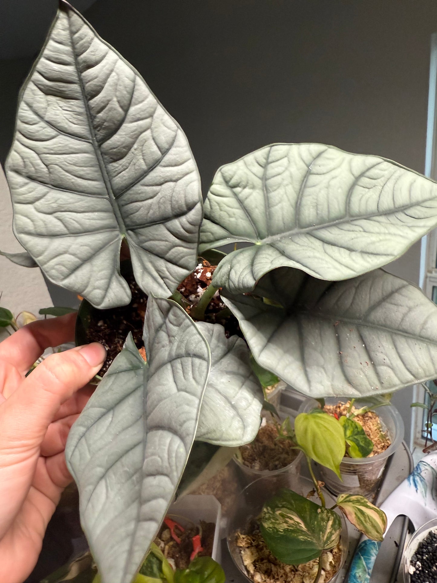 Alocasia Bisma - 4” Pot (Growers Choice)