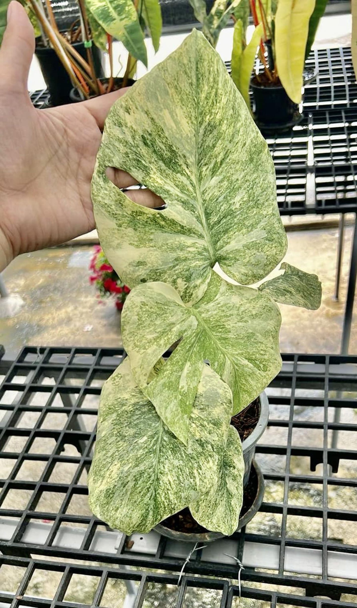 Monstera Legacy - Tissue Culture TC