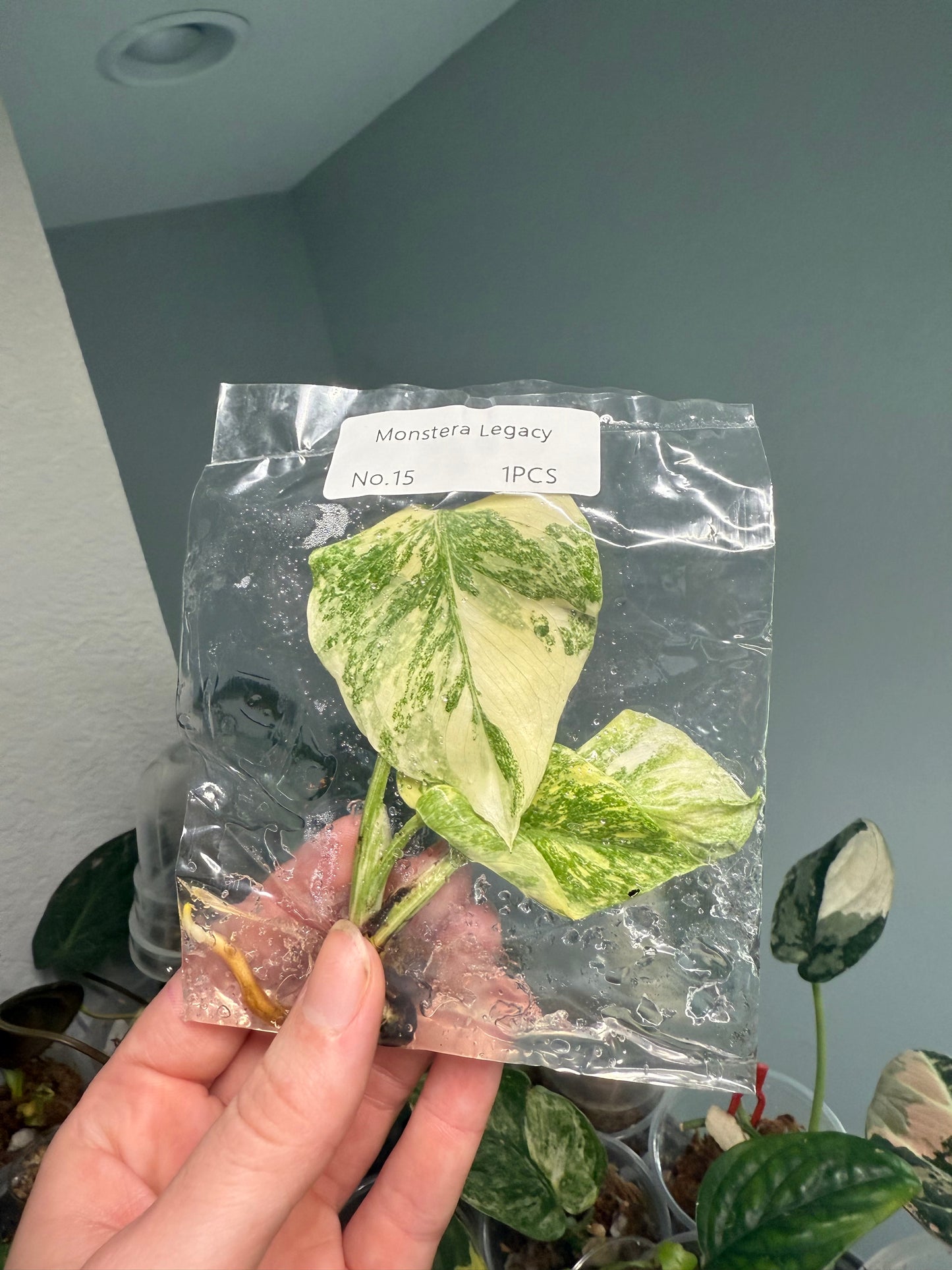 Monstera Legacy - Tissue Culture TC