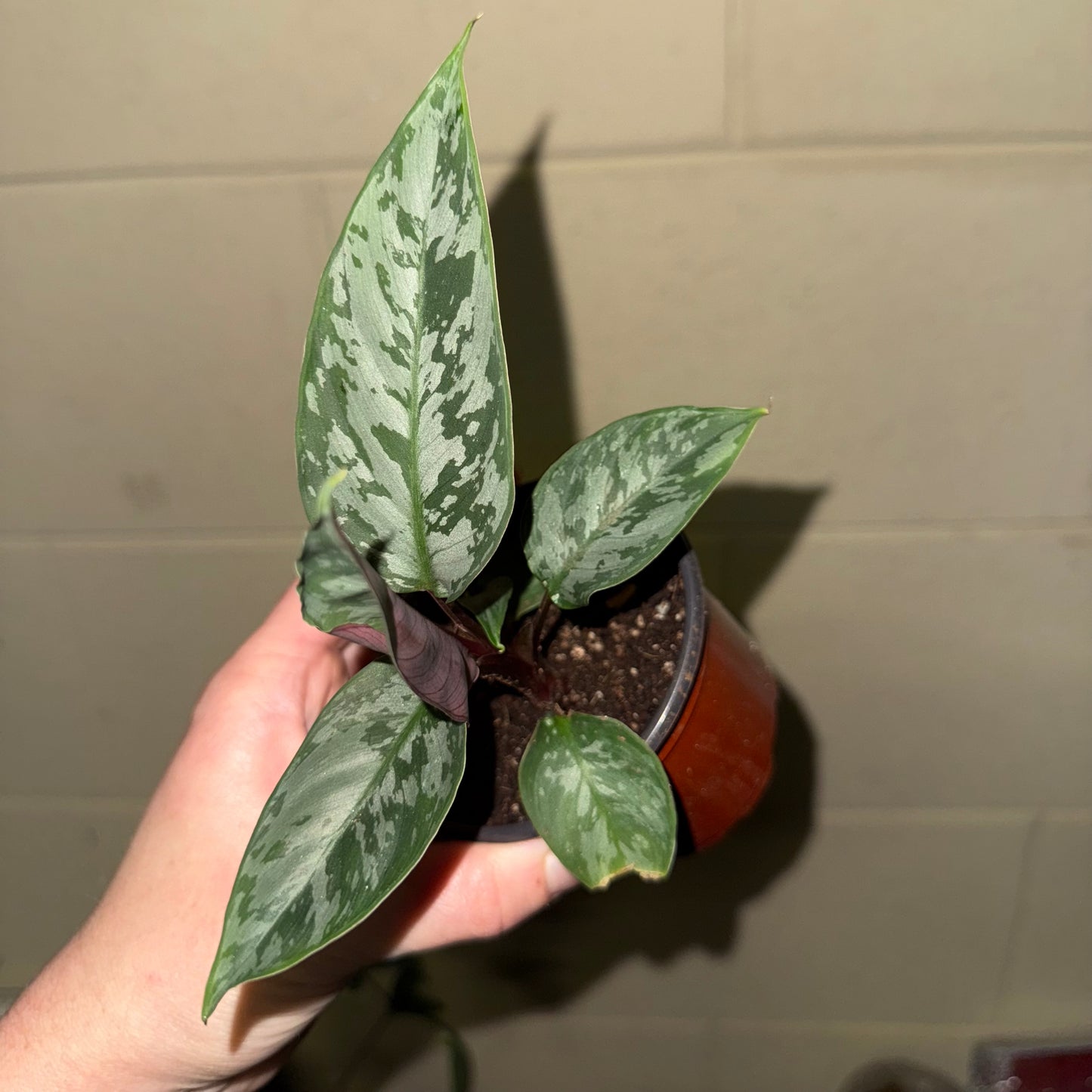 Apoballis “Lavallaei” - 3” pot (growers choice)