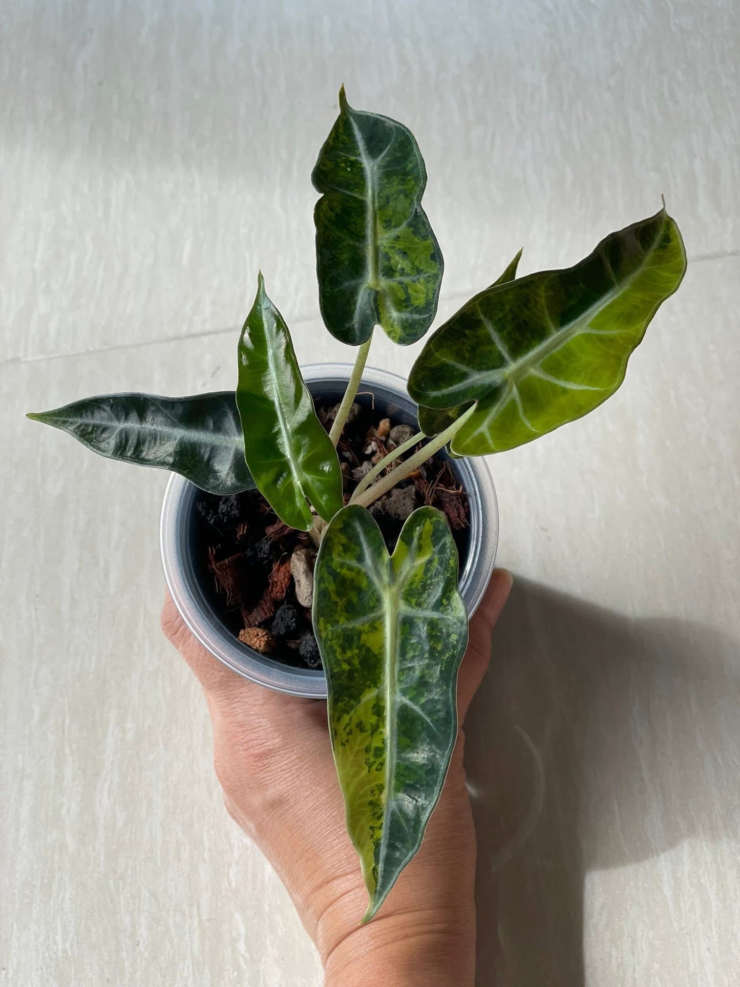 Alocasia Bambino Aurea - Tissue Culture TC