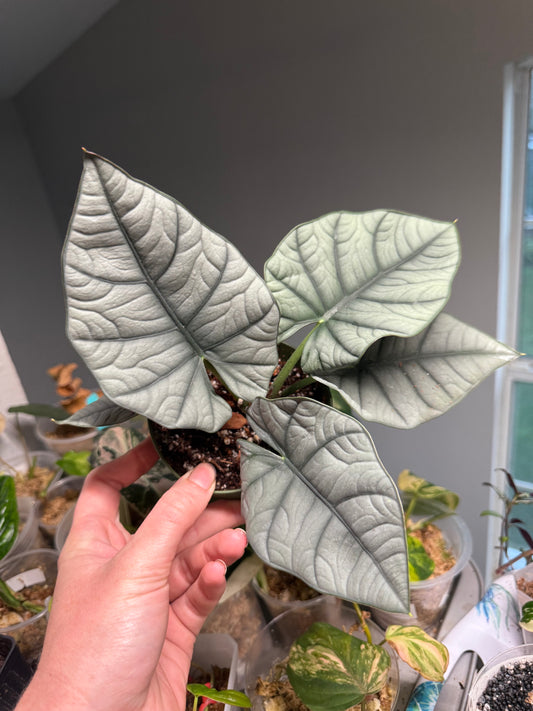 Alocasia Bisma - 4” Pot (Growers Choice)