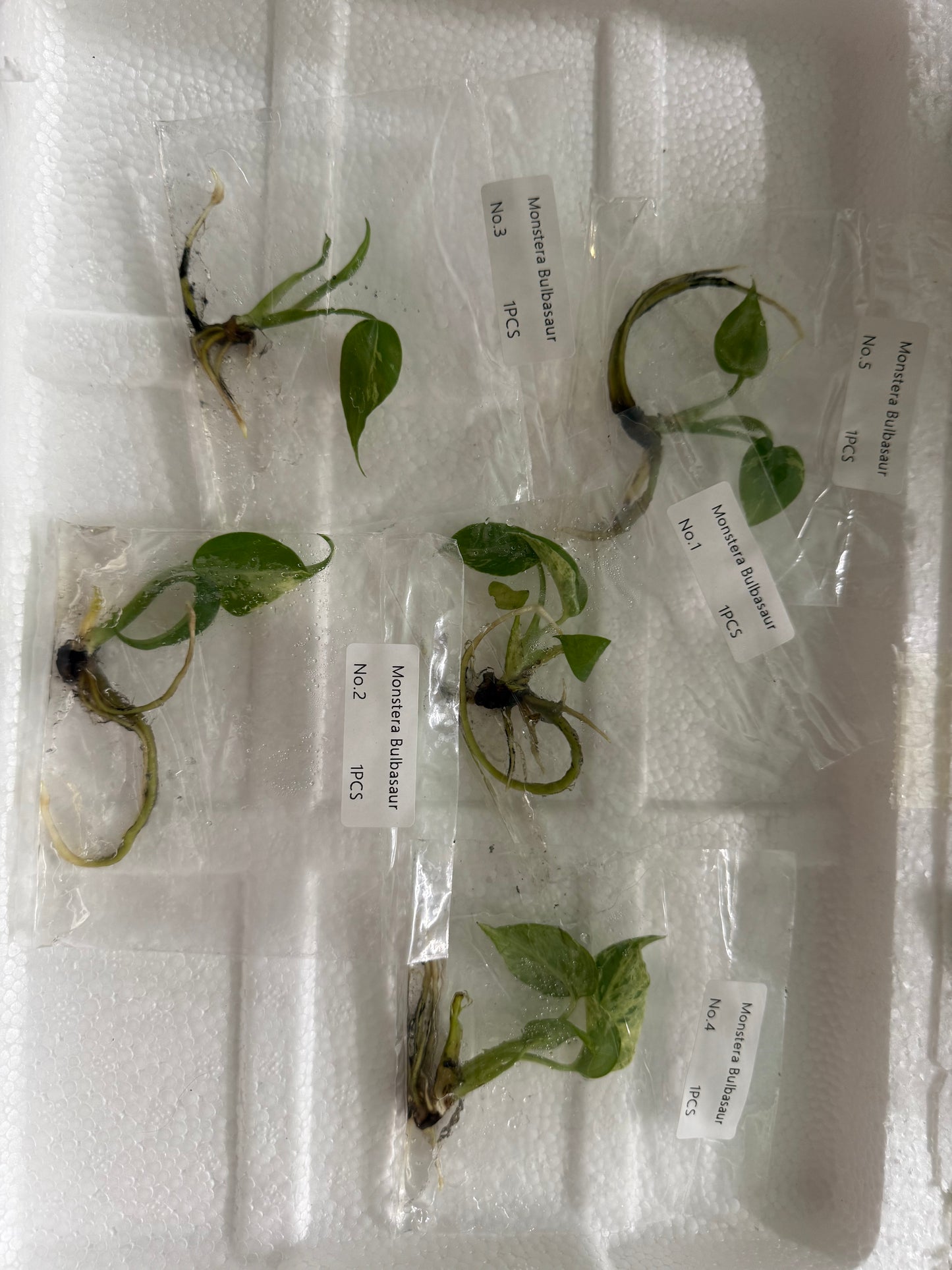 Monstera Bulbasaur - Tissue Culture TC