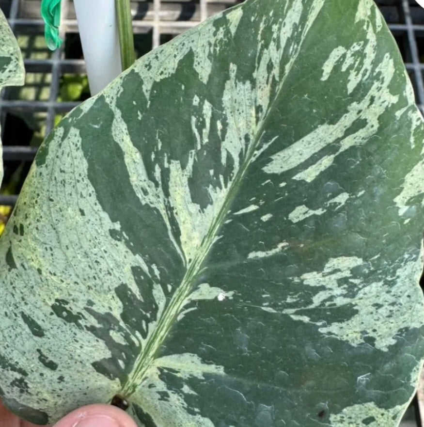 Monstera Bulbasaur - Tissue Culture TC
