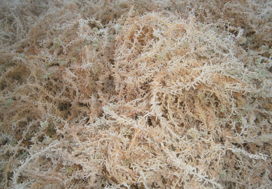 Premium Long Fiber Spagnum Moss