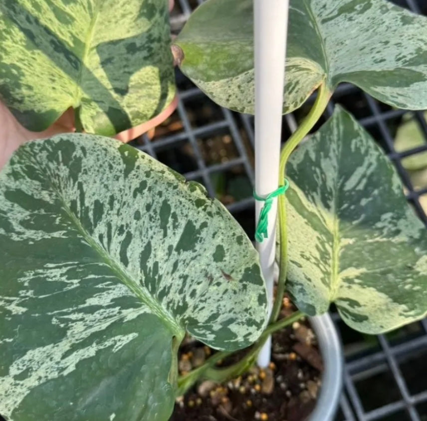 Monstera Bulbasaur - Tissue Culture TC