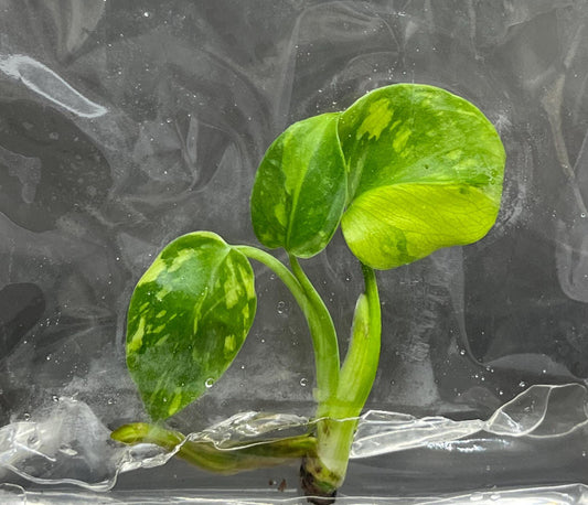 Monstera Electro-light - Tissue Culture TC