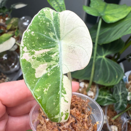 Alocasia Black Velvet Pink - (Exact Plant)