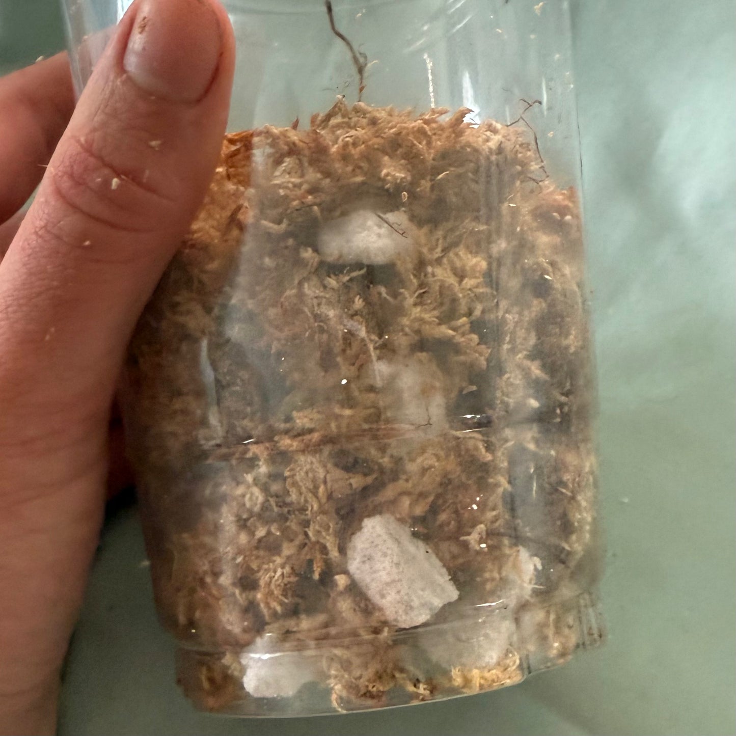 Tissue Culture Acclimation Kit