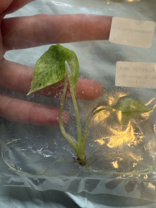 Alocasia Scalprum Mint - Tissue Culture