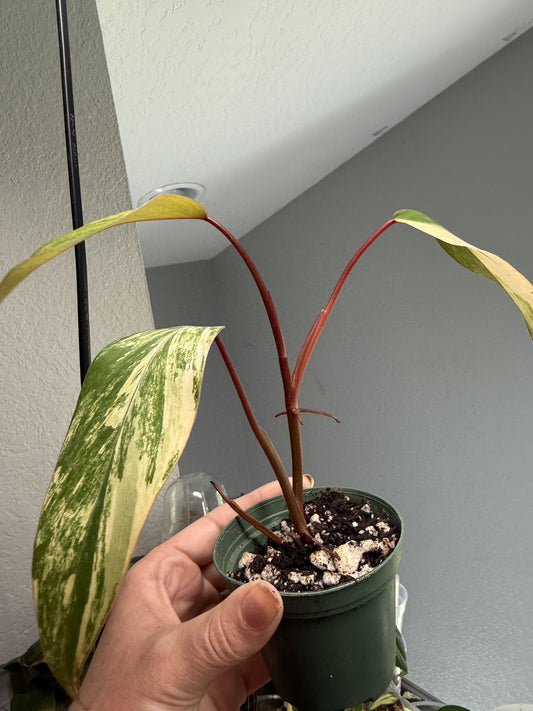 Strawberry Shake Philodendron (Exact Plant) 2-3” Pot