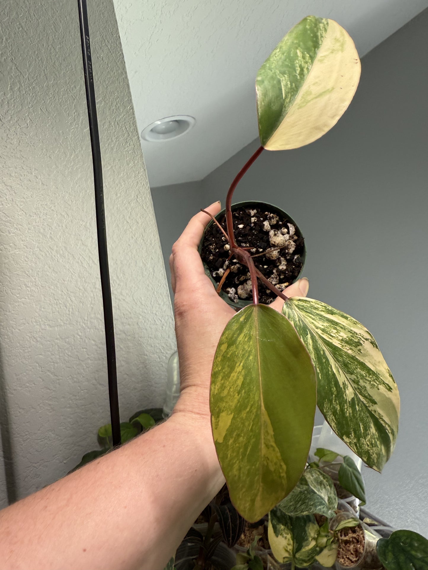 Strawberry Shake Philodendron (Exact Plant) 2-3” Pot
