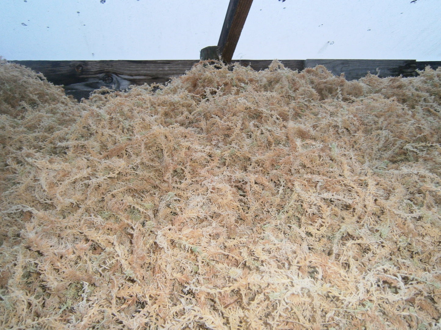 Premium Long Fiber Spagnum Moss