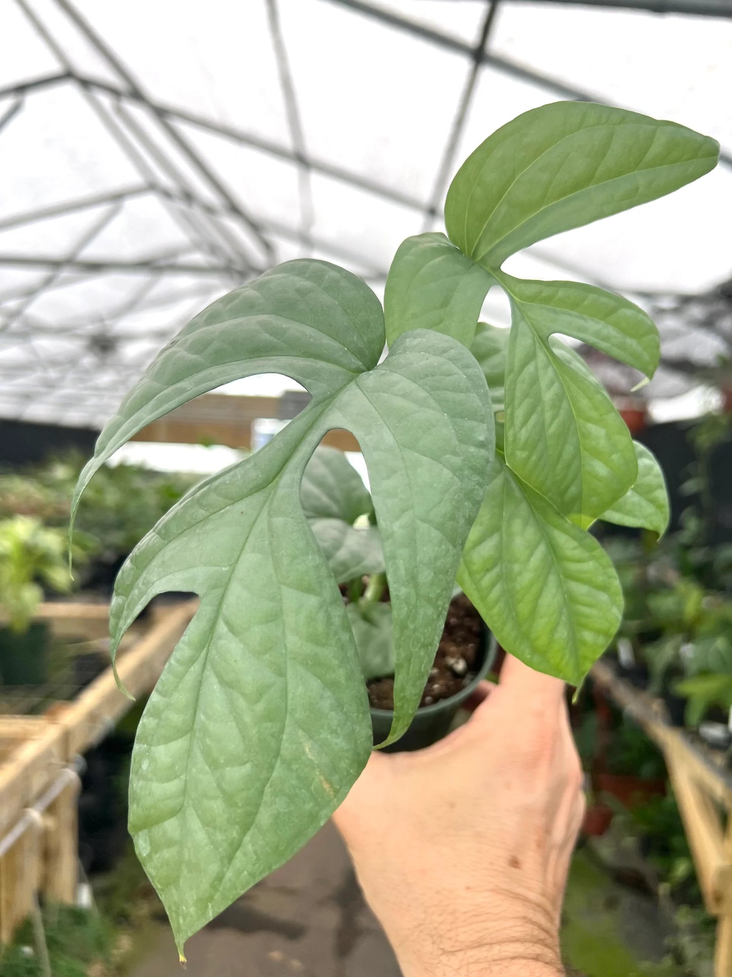 Amydrium “Silver” - 4” pot (Growers Choice)