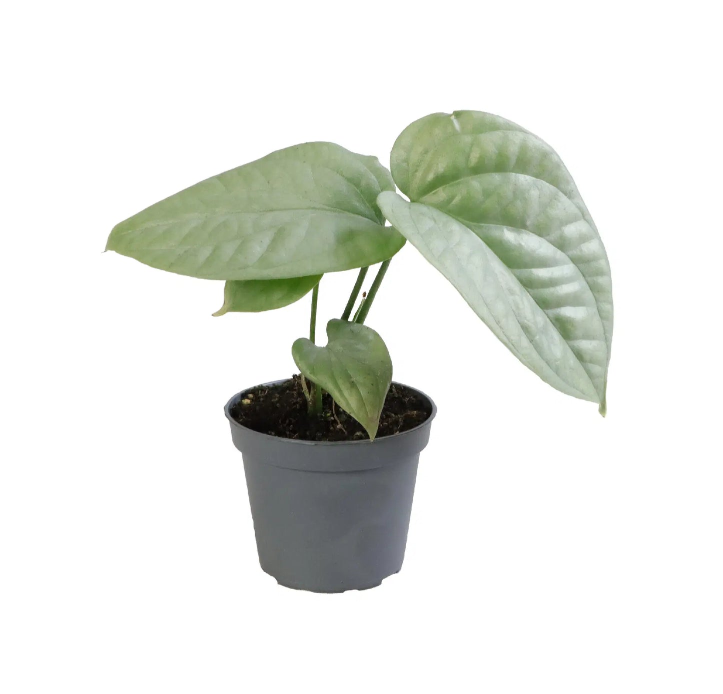 Amydrium “Silver” - 4” pot (Growers Choice)